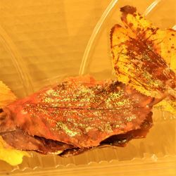 落ち葉をキラキラさせてみた