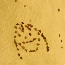 ぬすびとはぎでお絵描き