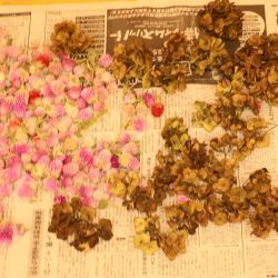 秋の実を集めた