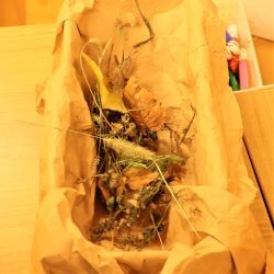 秋の自然を箱に入れて