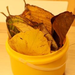 大きな落ち葉を拾った