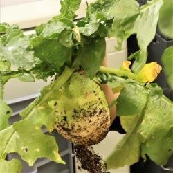 赤芯大根の収穫