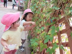 朝顔の種を取る写真