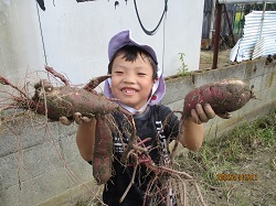 掘ったサツマイモを見せる写真