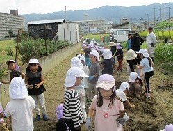 サツマイモ畑の写真