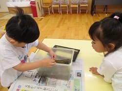 虫の観察