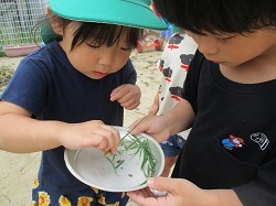 ダンゴムシを捕まえた写真