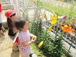 子どもが咲いている花を眺めています