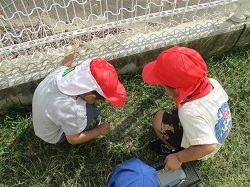 園庭で虫探しをする写真