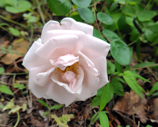 5月花