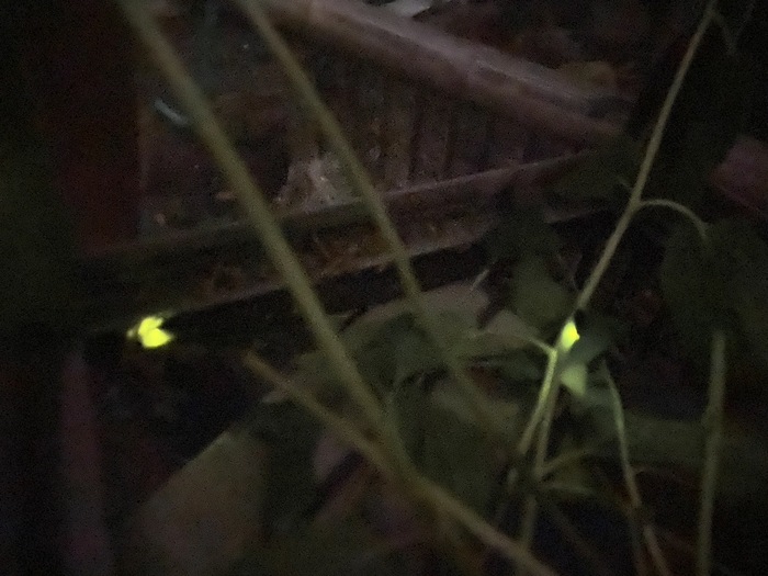 2匹のホタル