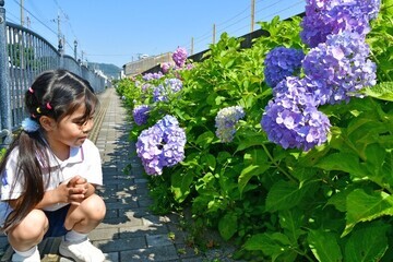写真：あじさいを眺める女の子