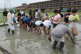 田植え体験