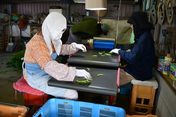 写真：えだまめを選別している女性