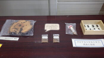 展示