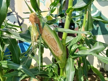 食われたトウモロコシ