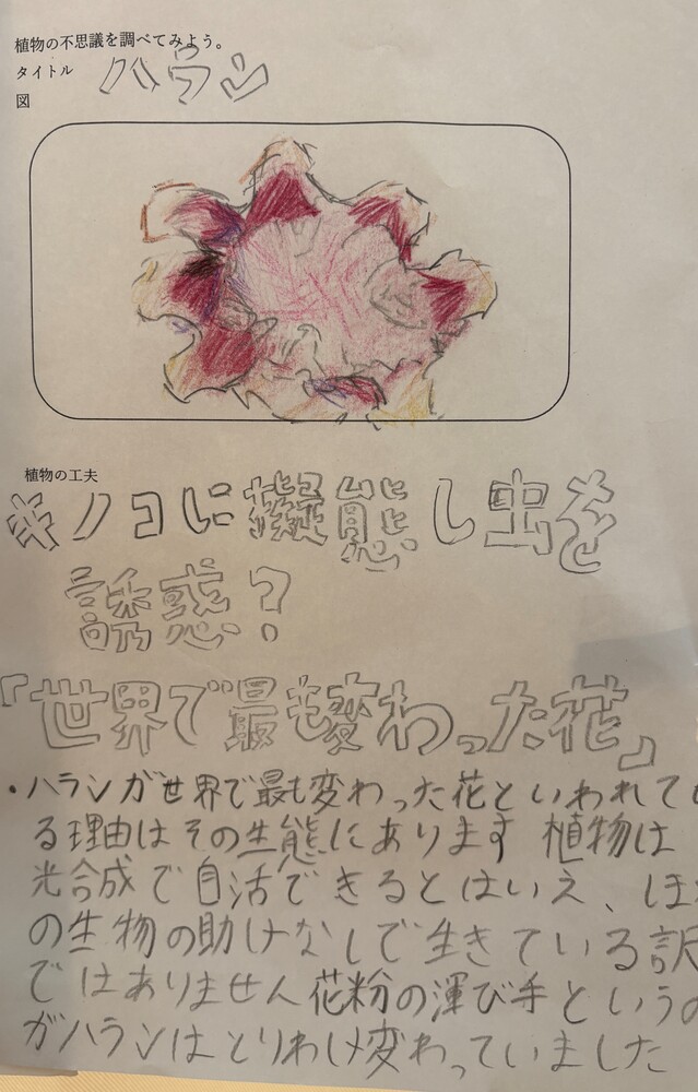 個人作品　09　植物調べ