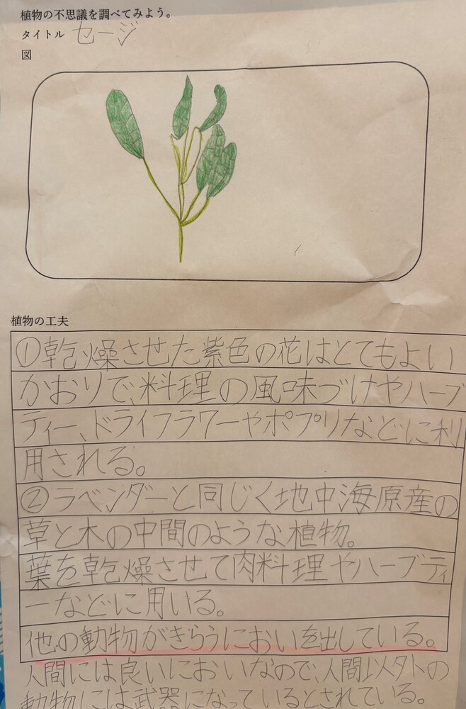 個人作品　10　植物調べ
