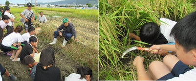 稲刈り体験