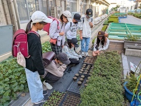 鉢上げした苗を見ている児童