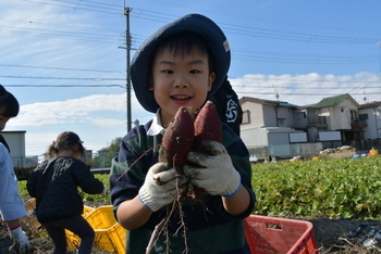 収穫したお芋を手にする男の子