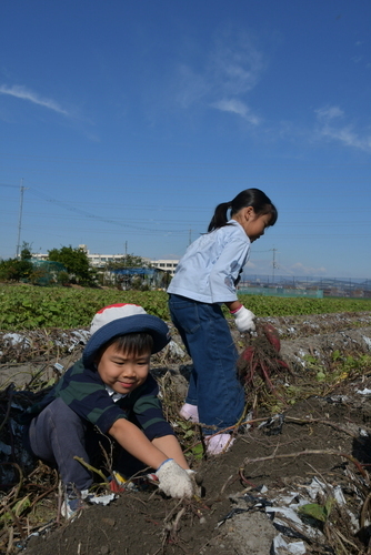 芋ほりするこどもたち
