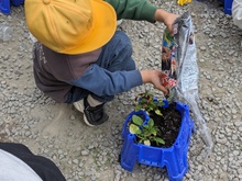 1年チューリップ1