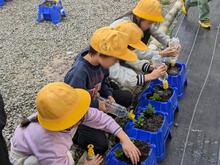 1年チューリップ2