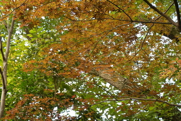 紅葉する木々