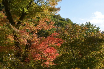 紅葉する木々