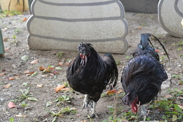 2羽のながなきどり