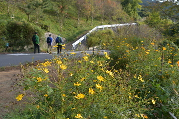 道路脇に咲くコスモス