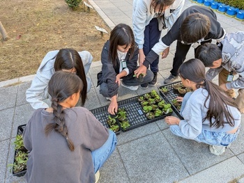 定植苗を見守る児童
