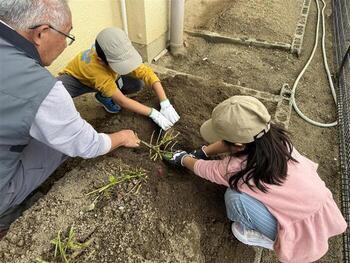10月末から11月の初めにかけてサツマイモを掘りました。