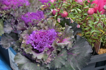 紫色のハボタン