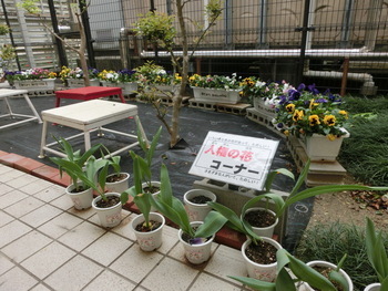 人権の花コーナー