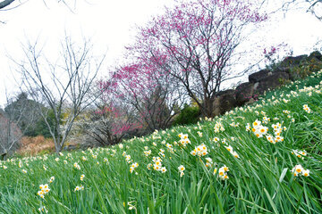 群れて咲くスイセン