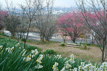 スイセンと大阪平野