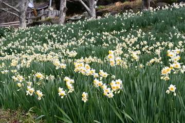 斜面に咲くスイセン