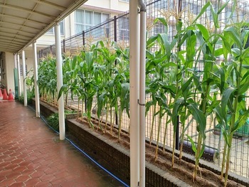 ポップコーン栽培