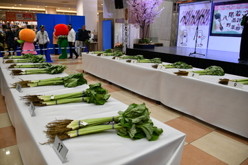 品評会会場で八尾若ごぼうが机に並んでいる様子