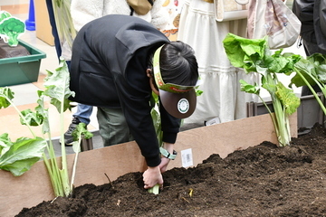 収穫体験をする男の子
