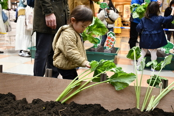 収穫体験をするお父さんと男の子
