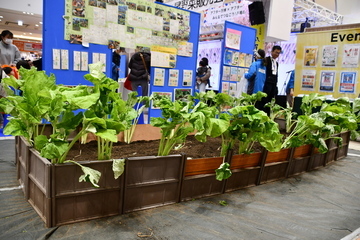 八尾若ごぼう収穫体験会場