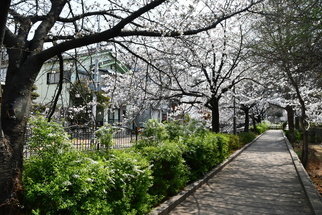 安中町五丁目公園の桜の道