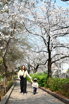 安中町五丁目公園で桜並木の道を散歩する親子