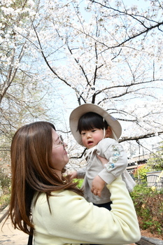 安中町五丁目公園でさくらを楽しむ親子