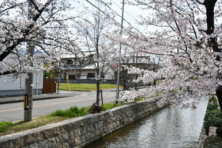 玉串川沿いの桜