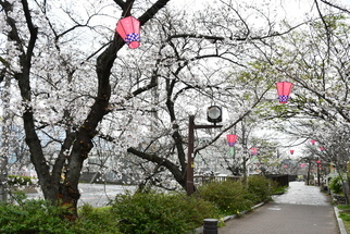 玉串川沿いの桜の様子