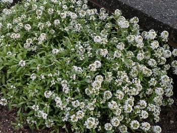 花（1）